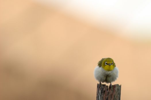 鳥がとまっています
